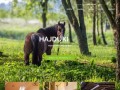 Podgląd hajduki.info