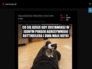 Podgląd https://zarzucaj.pl