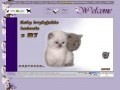 Podgląd kotybrytyjskie-yorki.eu