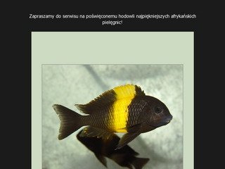 Podgląd tangarium.pl
