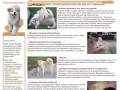 Podgląd akita.inus.pl