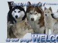 Podgląd husky-siberian.com