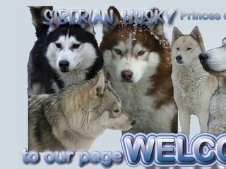 Podgląd husky-siberian.com