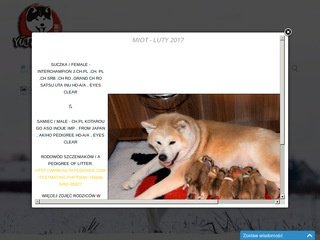 Podgląd akitajaponska.pl
