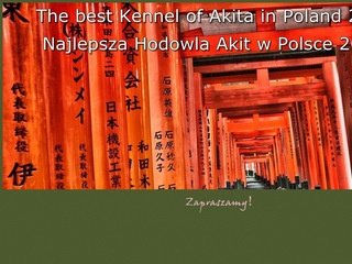 Podgląd akity.org