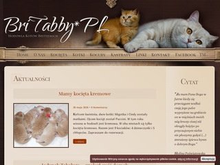Podgląd britabby.pl