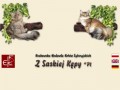 Podgląd siberiancat.pl