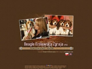 Podgląd beagles.pl