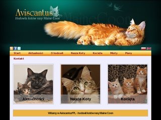 Podgląd aviscantus.pl