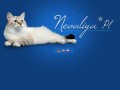 Podgląd nevaliya.pl
