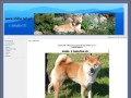 Podgląd shiba.net.pl