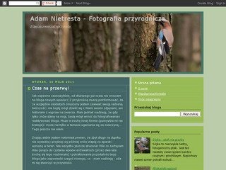 Podgląd adamnietresta.pl