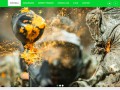 Podgląd paintball.beskidy.pl