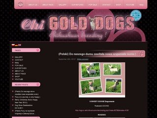 Podgląd chigolddogs.com