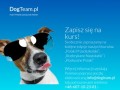 Podgląd dogteam.pl