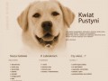 Podgląd kwiat-pustyni.pl