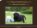 Podgląd labrador.az.pl