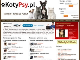 Miniaturka kotypsy.pl