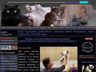 Podgląd agiliscattus.pl