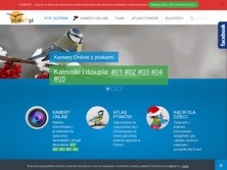 Podgląd ptaki24.pl