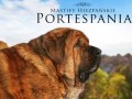 Podgląd portespania.pl