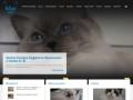 Podgląd bluedolls.pl