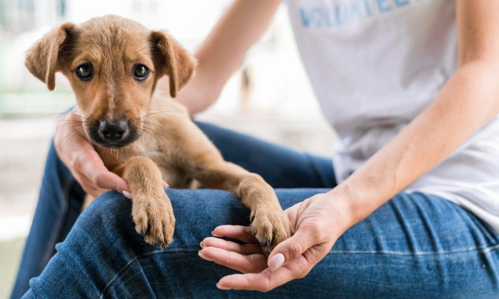 Jak przygotować się na adopcję psa?
